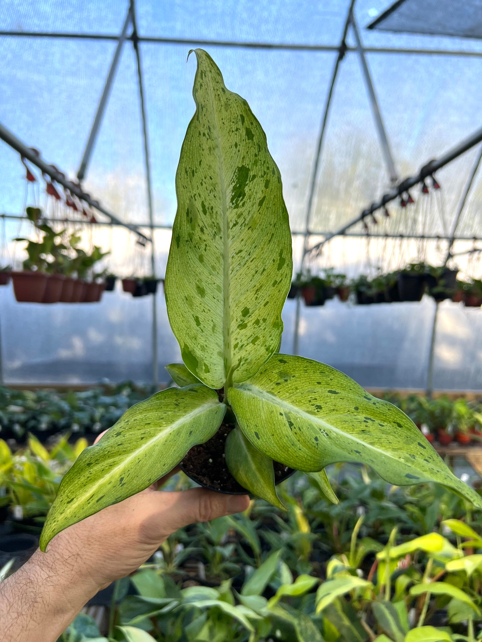 dieffenbachia camouflage variant 4" Dieffenbachia 'Camouflage' – Canopy Plant Co