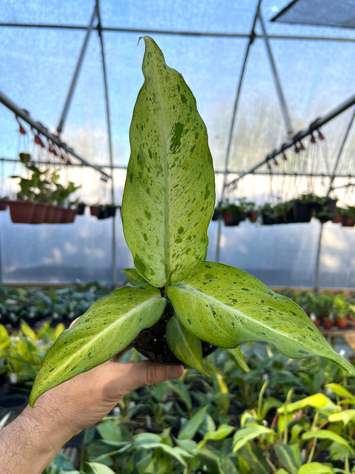 4" Dieffenbachia Camouflage