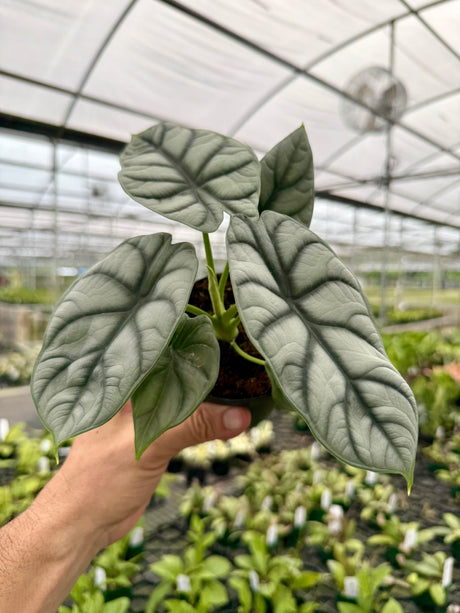 4" Alocasia 'Silver Dragon'