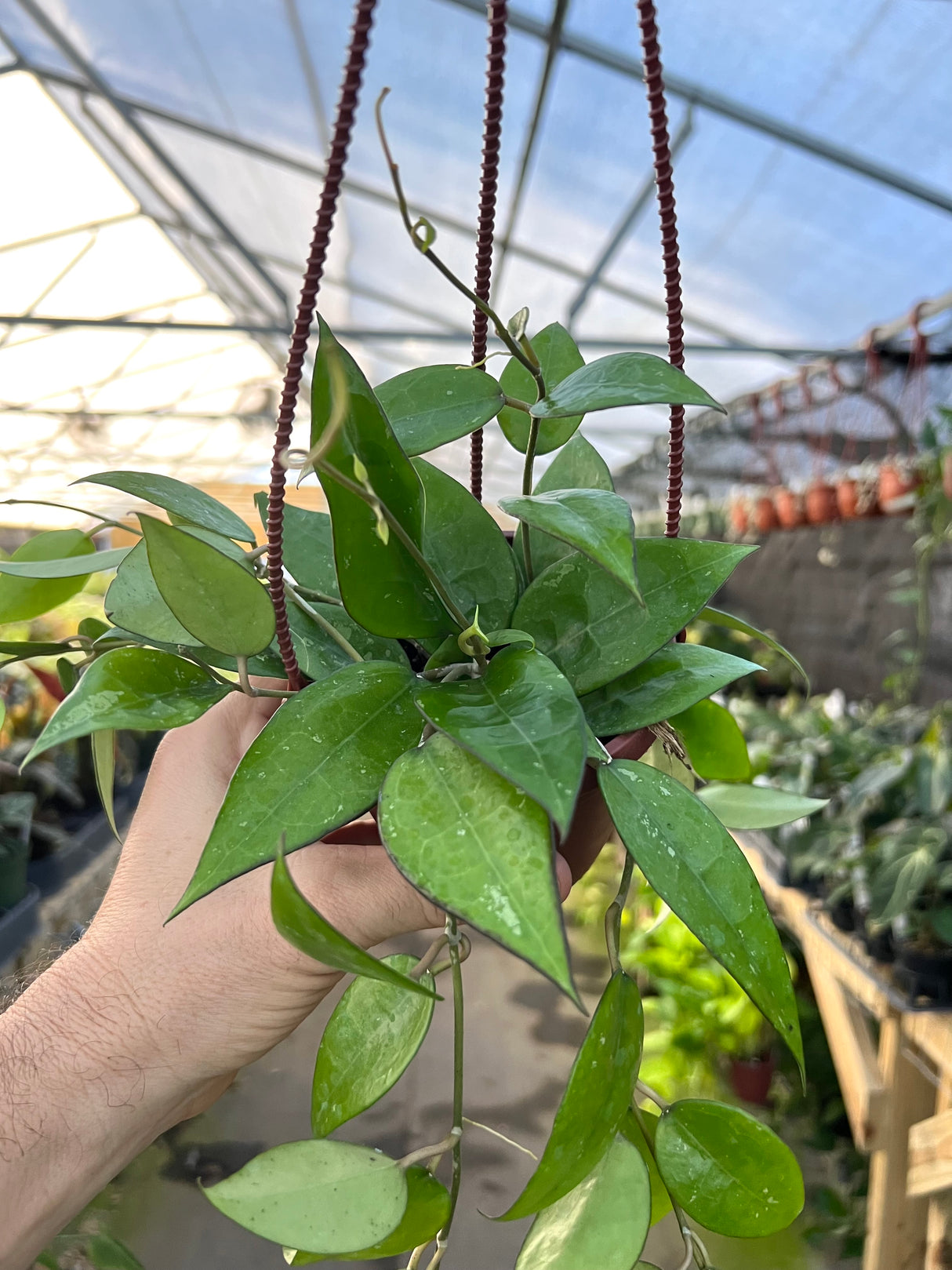 4” Hoya verticillata 'Black Margin' hanging basket