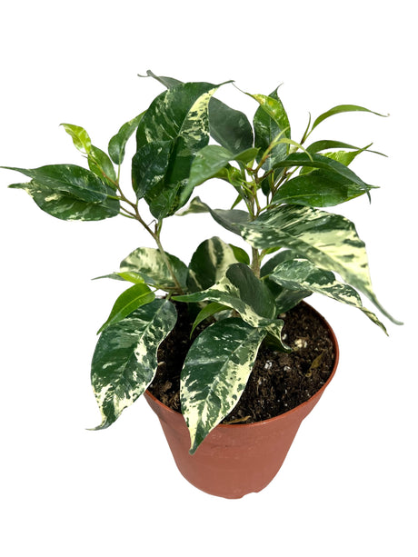 4" Ficus benjamina 'El Dorado'