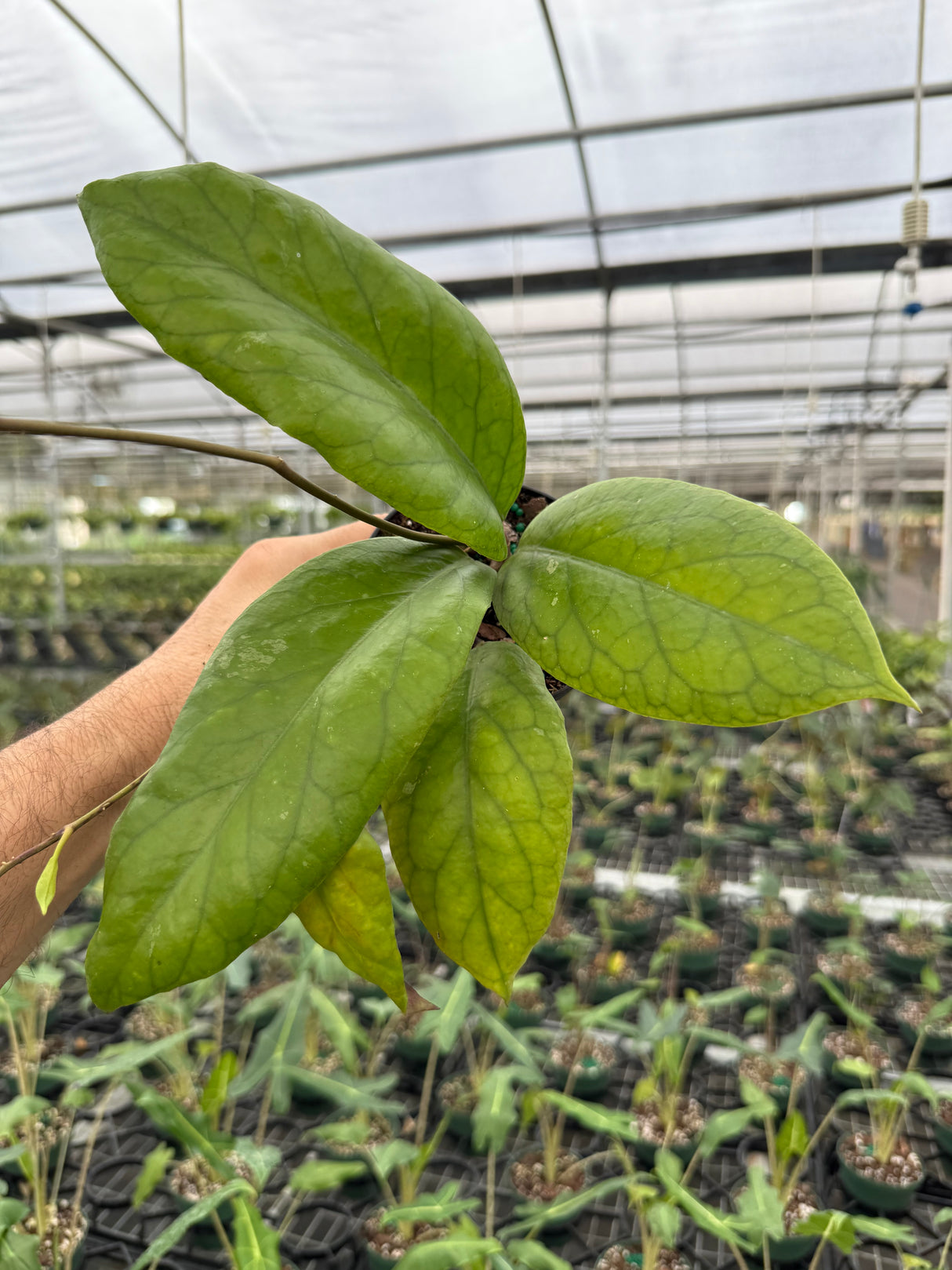 4” Hoya vitellinoides - Canopy Plant Co.