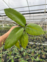 4” Hoya vitellinoides - Canopy Plant Co.