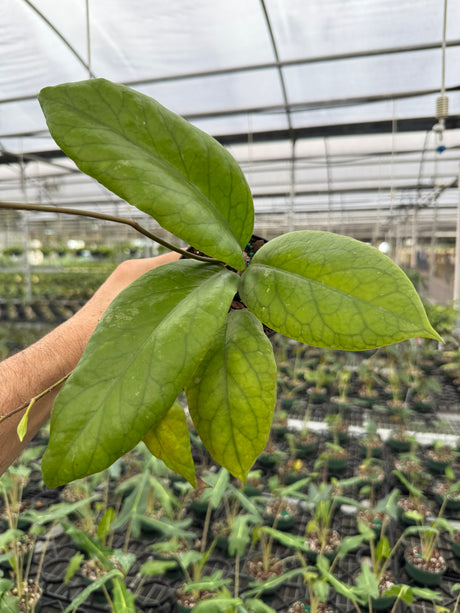 4” Hoya vitellinoides - Canopy Plant Co.