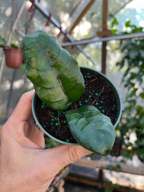 4" Hoya globulosa (starter)