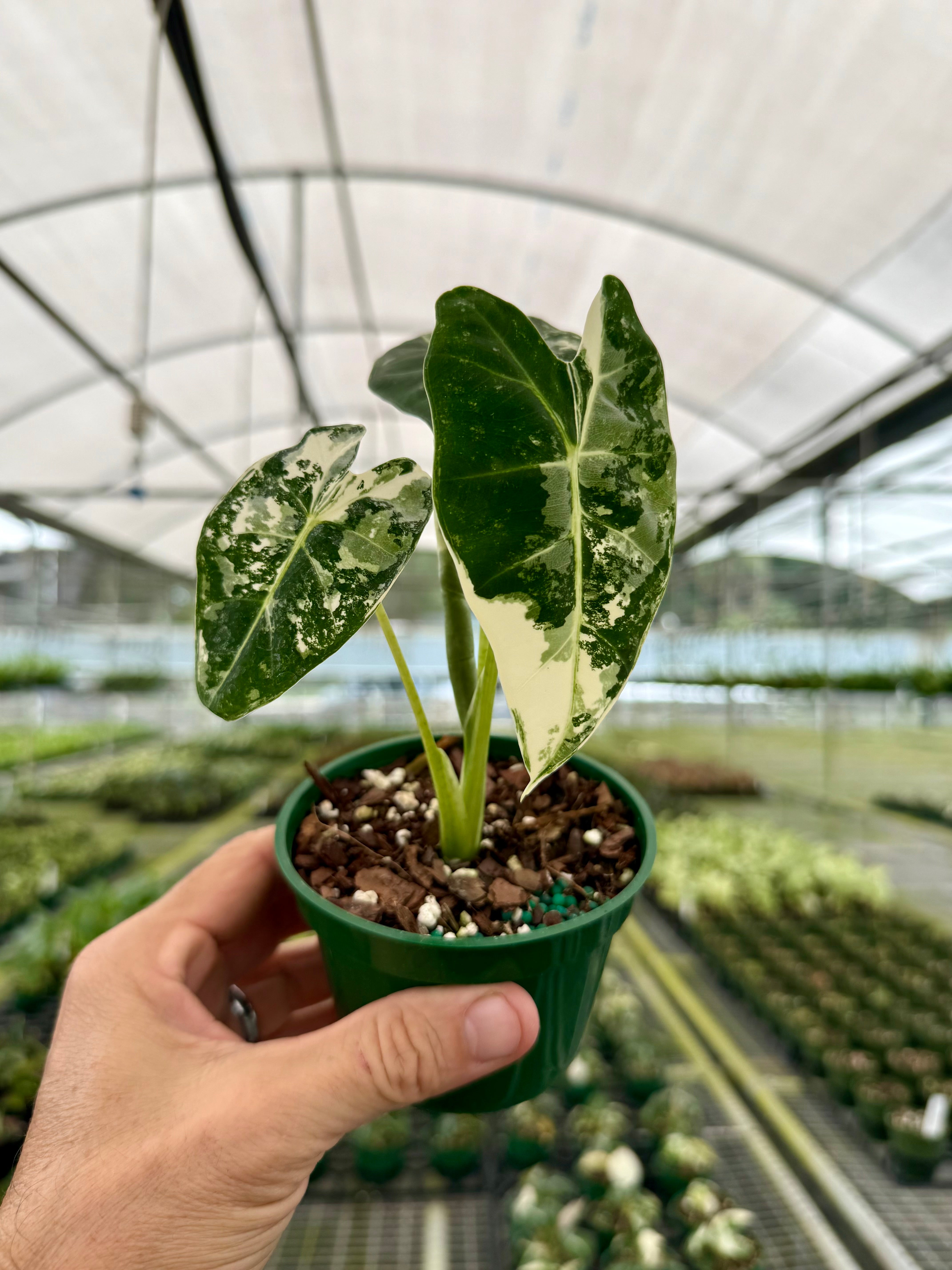 4” Alocasia 'Frydek' variegated – Canopy Plant Co.