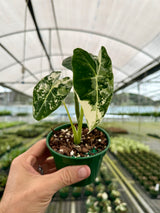 4” Alocasia 'Frydek' variegated