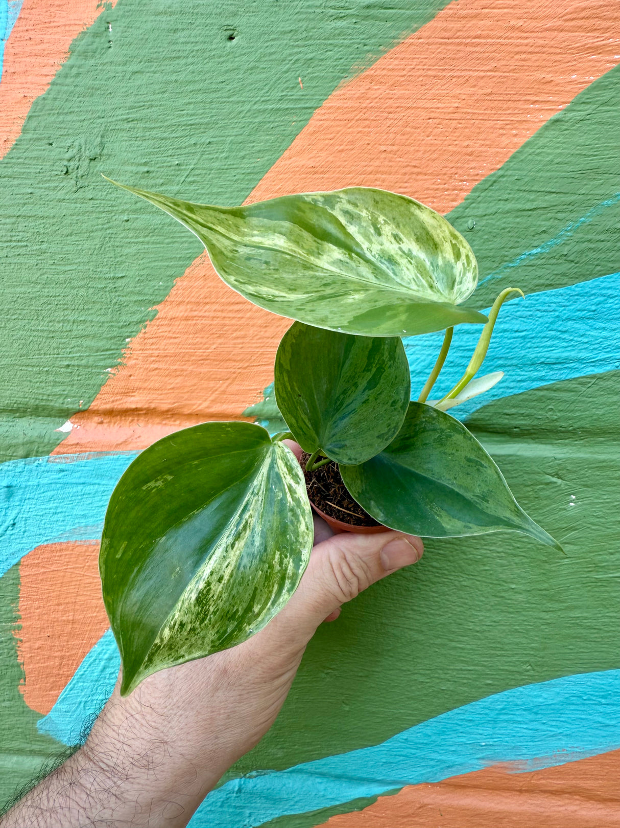 2” Philodendron hederaceum variegated 'Heart Leaf'