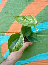 2” Philodendron hederaceum variegated 'Heart Leaf'