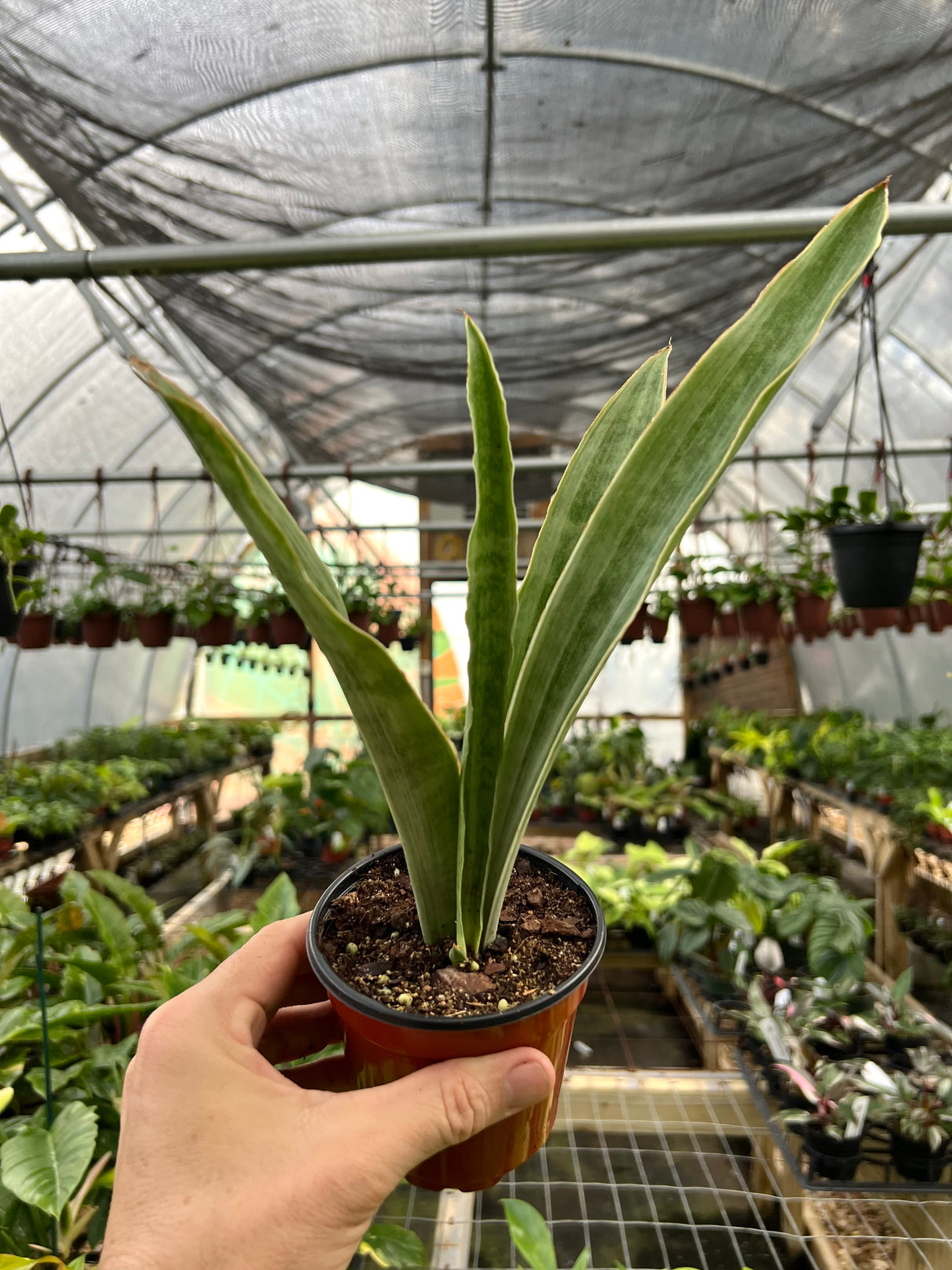 4" Sansevieria Sayuri