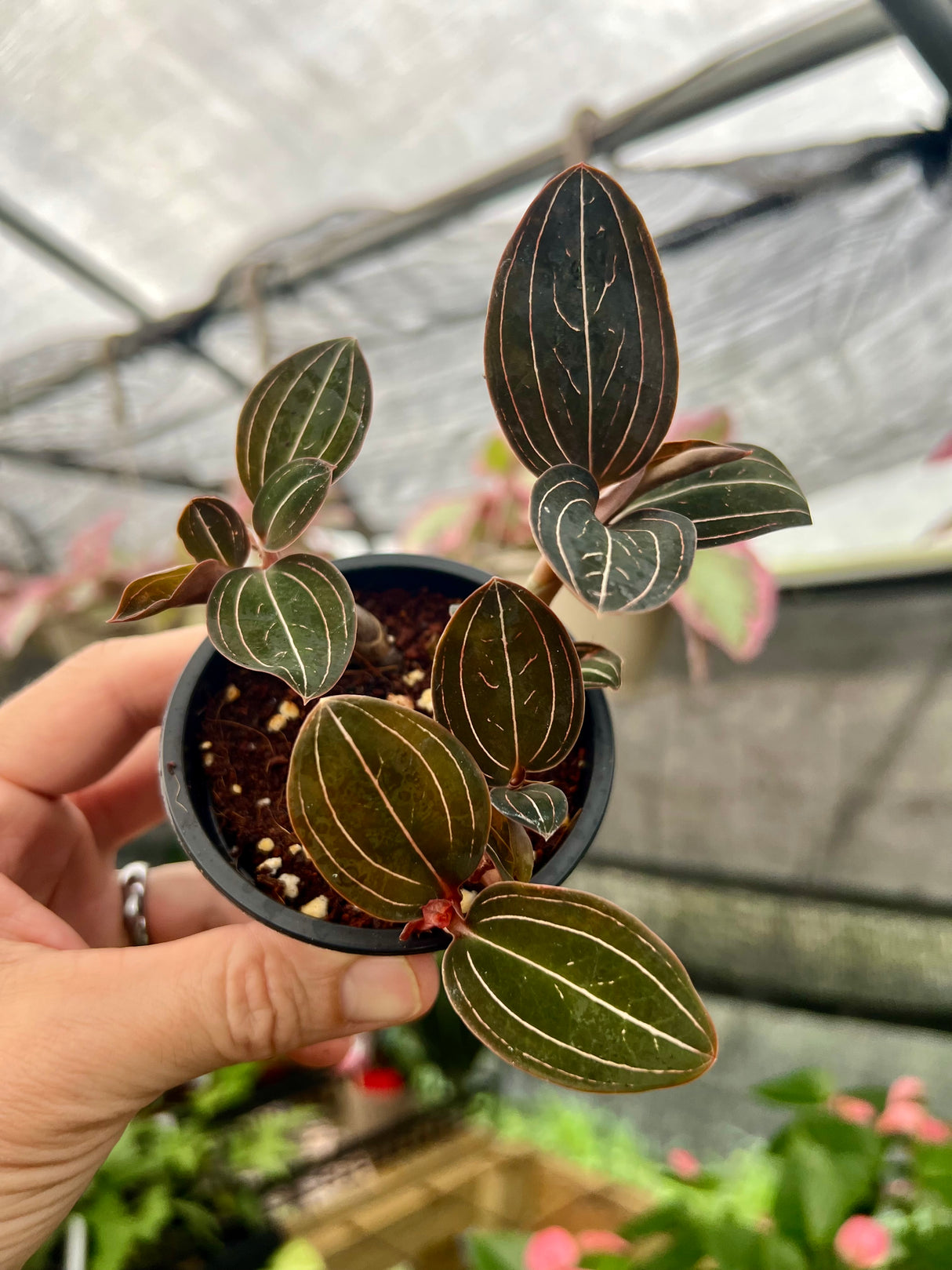 3" Ludisia discolor 'Black Jewel Orchid'