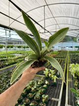 4” Sansevieria ‘Sayuri’