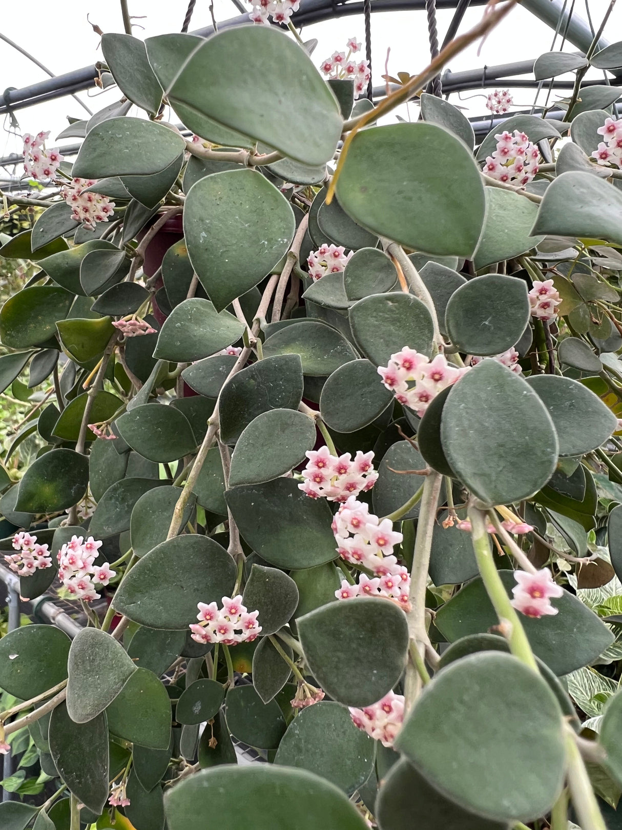 4" Hoya nummularioides hanging basket