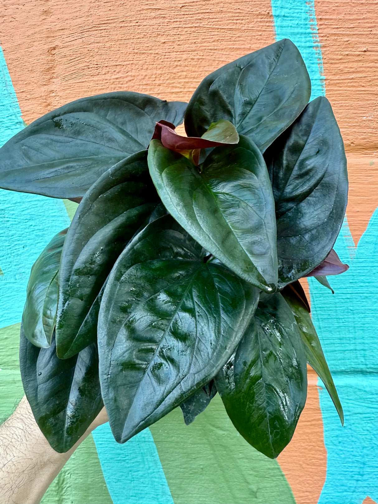 4" Syngonium erythrophyllum 'Red Arrow’