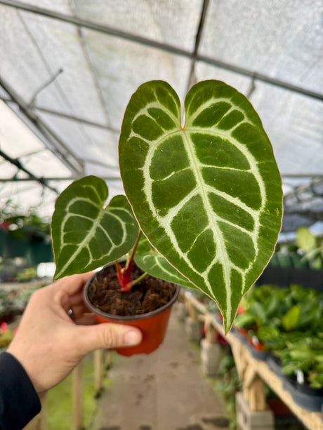 4" Anthurium crystallinum