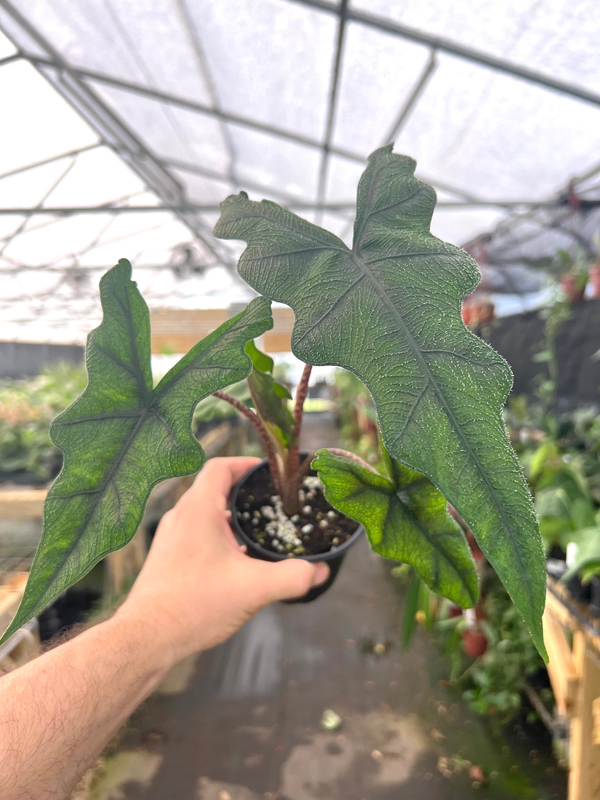 4” Alocasia Jacklyn