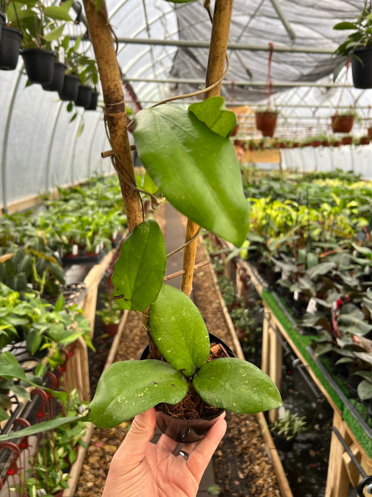 4” Hoya erythrina w/ trellis