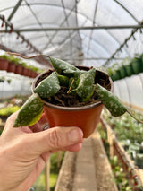 4" Hoya imbricata - Canopy Plant Co.