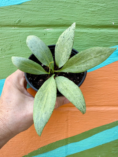 4" Hoya nicholsoniae 'New Guinea Ghost'