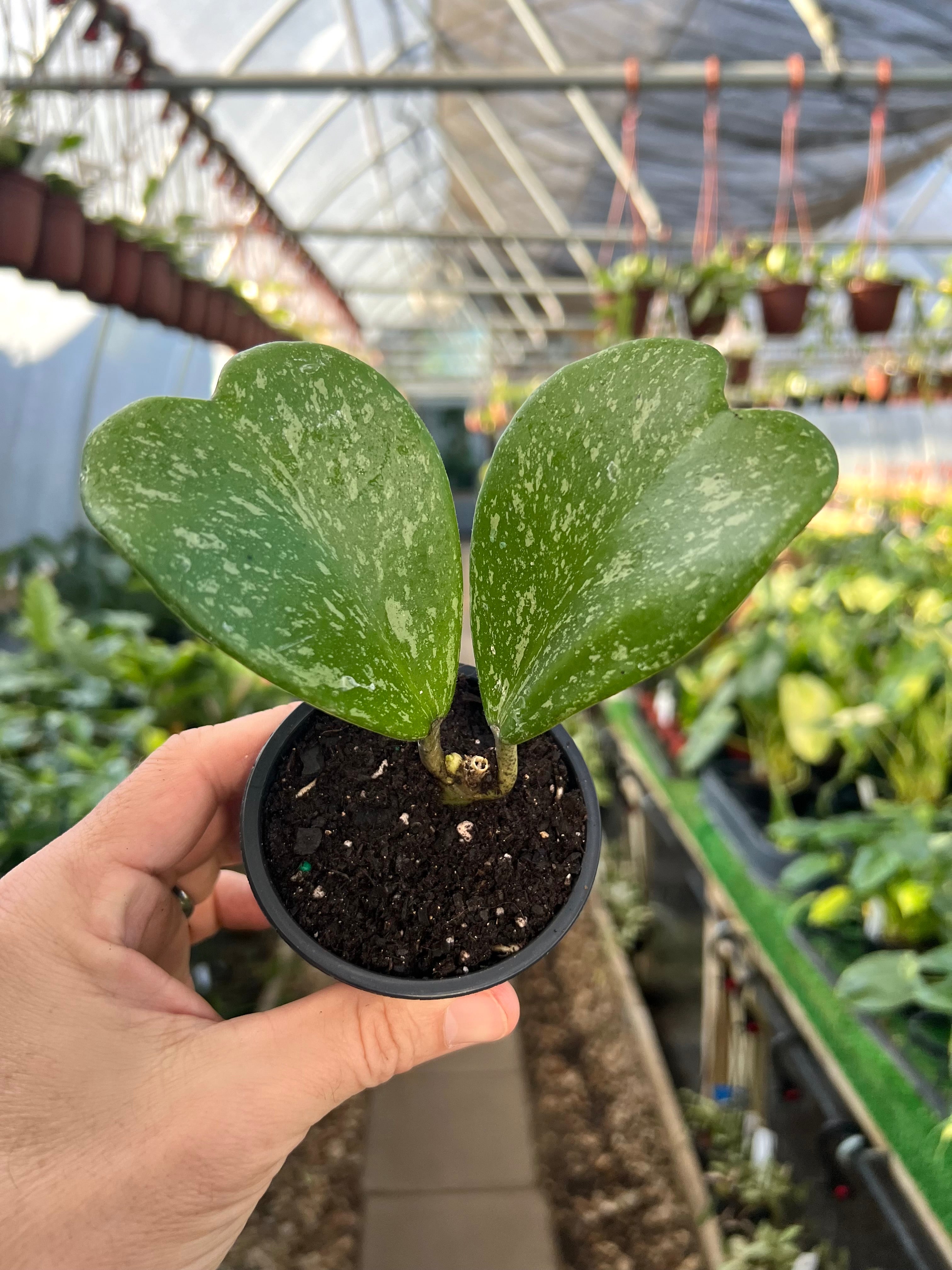 Hoya – Tagged 