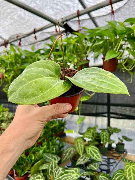 4" Hoya latifolia 'Sarawak' - Canopy Plant Co.