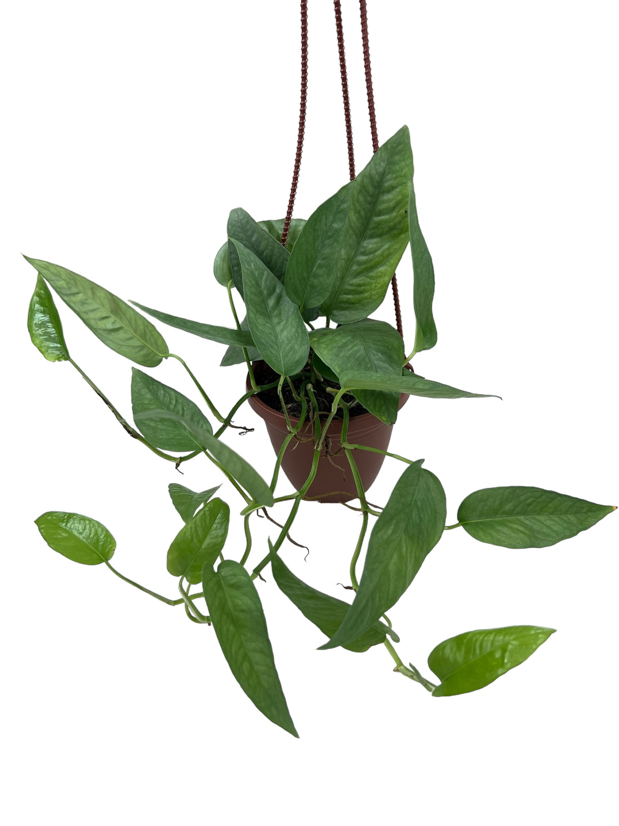 4” Pothos Cebu Blue (Epipremnum pinnatum) hanging basket