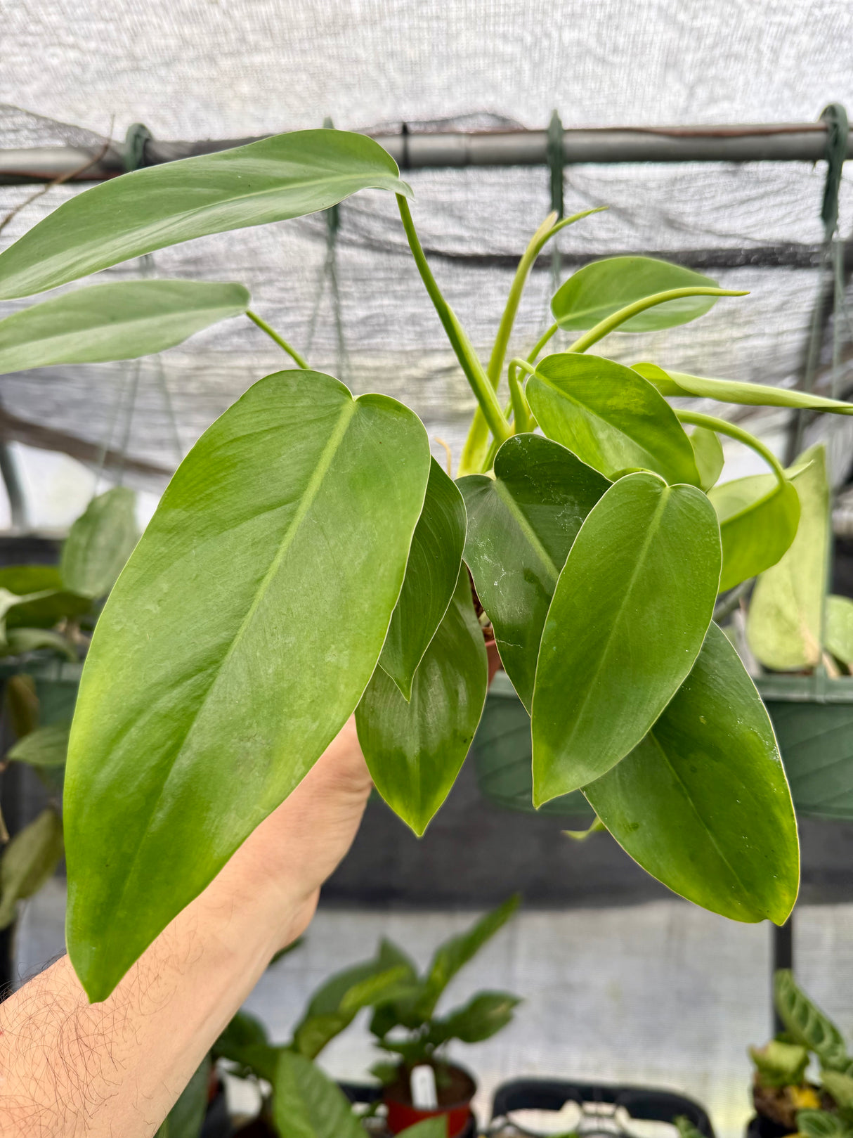 4" Philodendron 'Jerry Horne' - Canopy Plant Co.