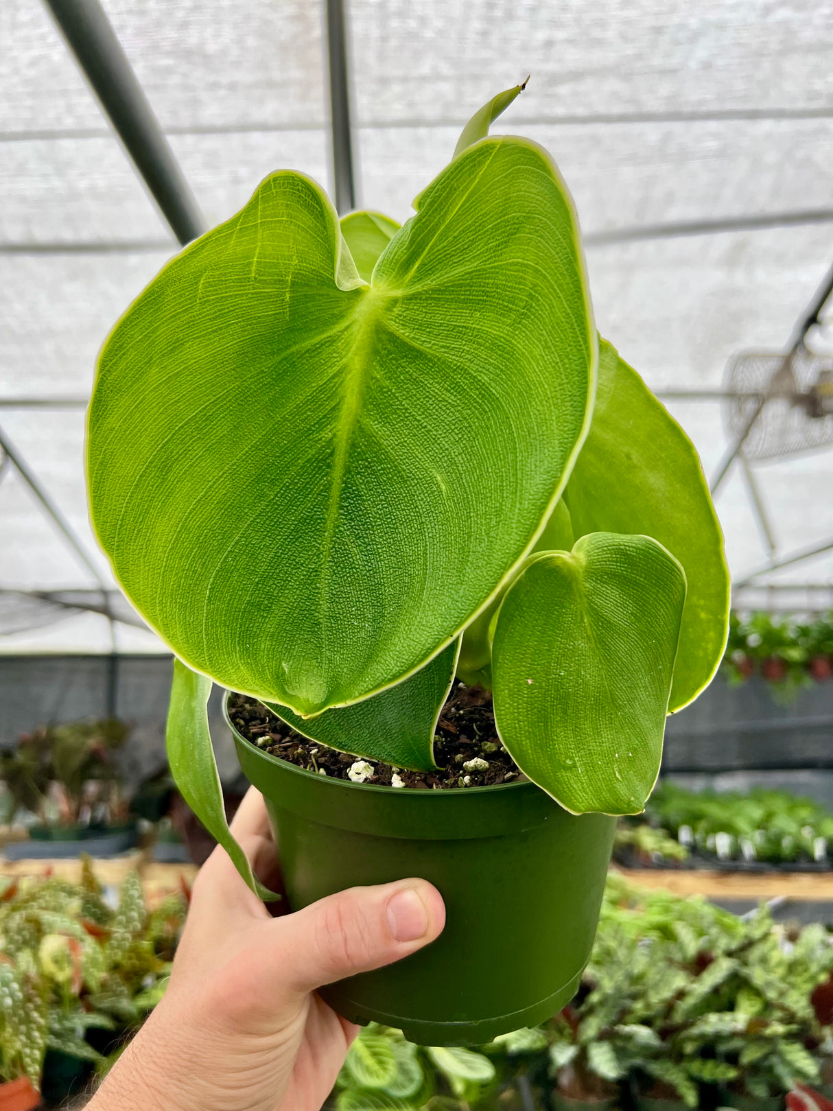 6" Philodendron rugosum