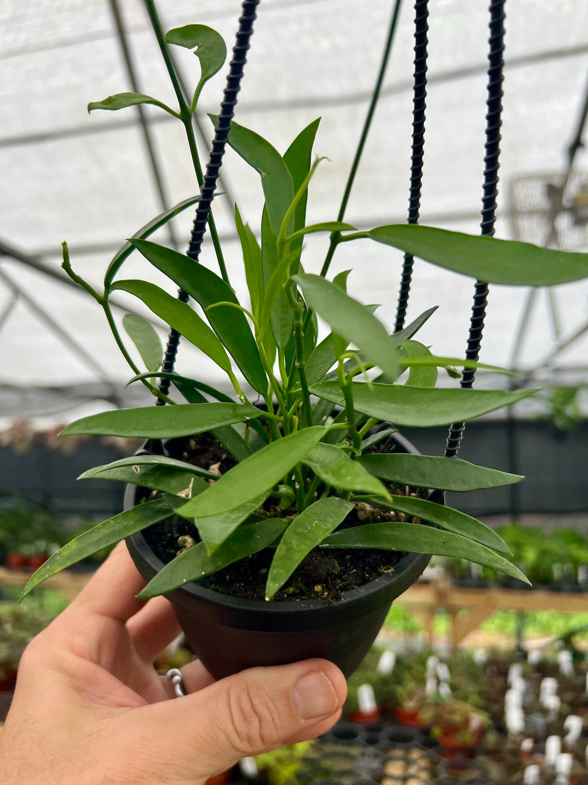 4" Hoya longifolia hanging basket