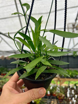 4" Hoya longifolia hanging basket