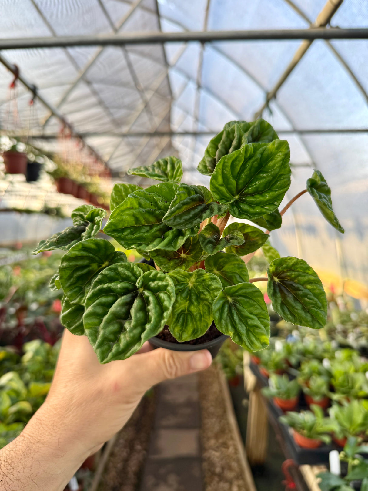 4" Peperomia 'Emerald Ripples' - Canopy Plant Co.