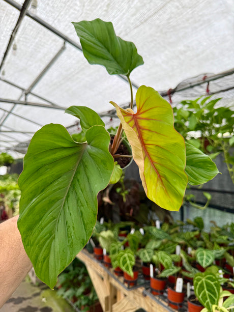 4" Adelonema 'Red Velvet' - Canopy Plant Co.