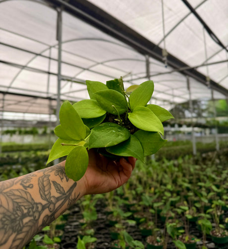 4" Hoya aldrichii - Canopy Plant Co.