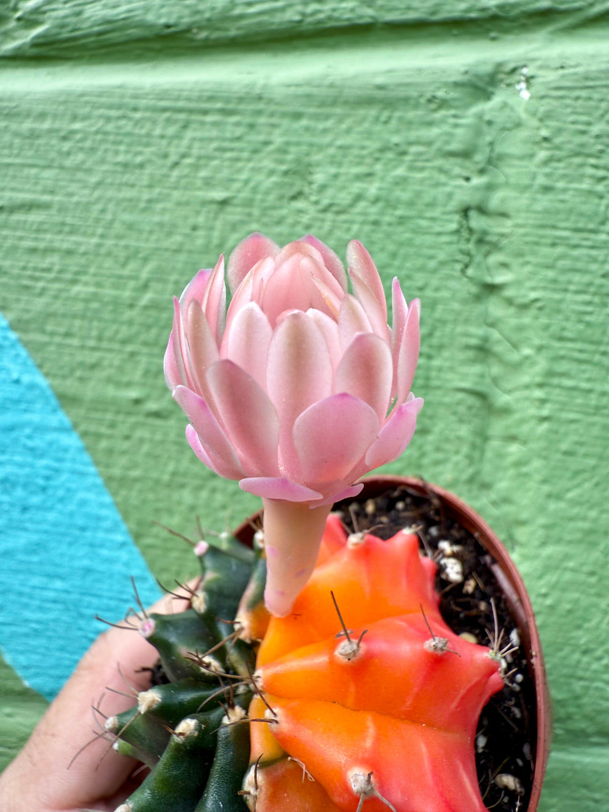 2.5" Gymnocalycium mihanovichii variegated - Canopy Plant Co.