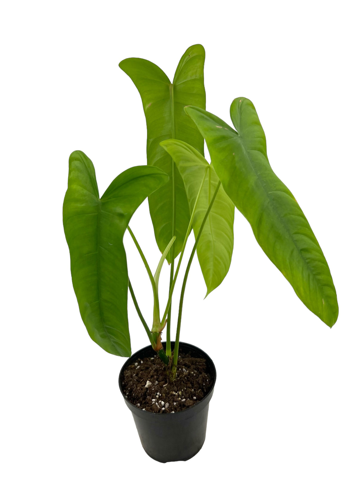 4" Philodendron sharoniae