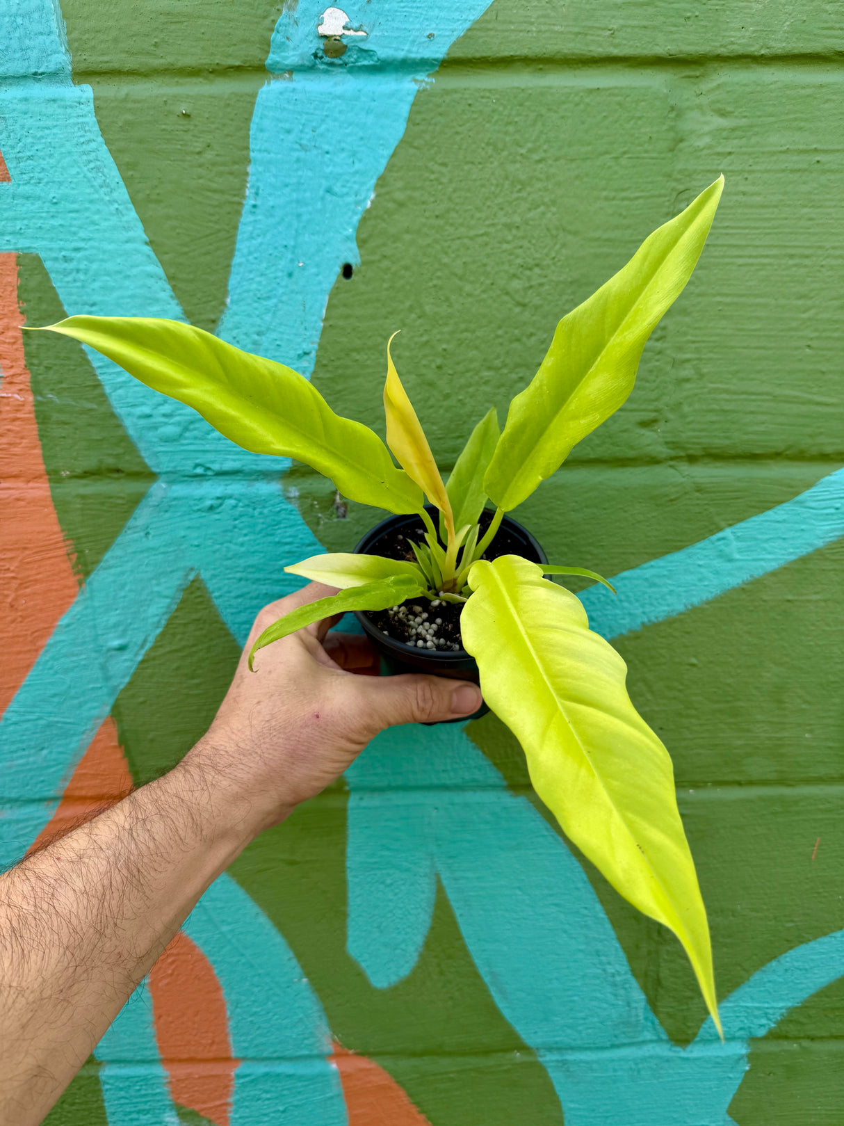 4" Philodendron ‘Golden Saw’ ('Jungle Boogie' aurea/‘Golden Crocodile’)