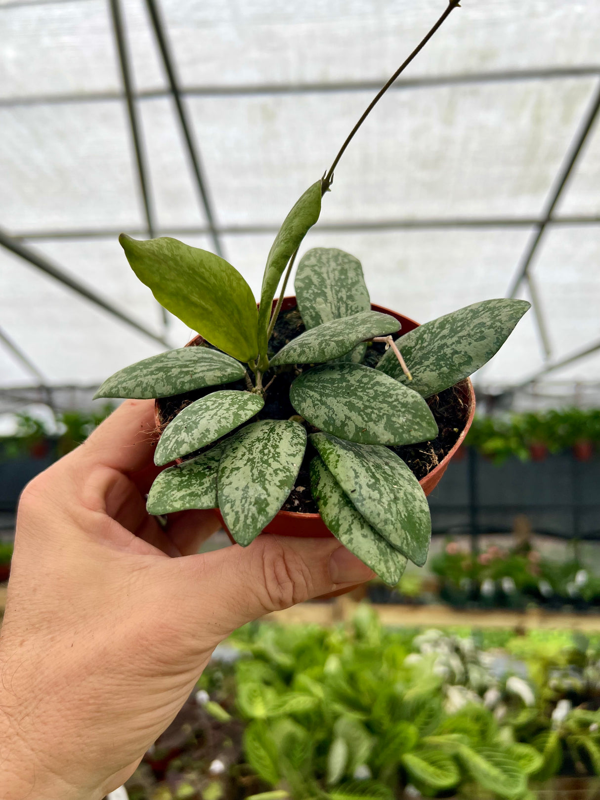 4" Hoya sigillatis sp. Borneo (round form)
