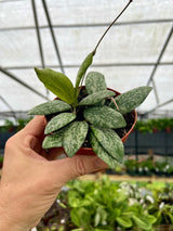 4" Hoya sigillatis sp. Borneo (round form)