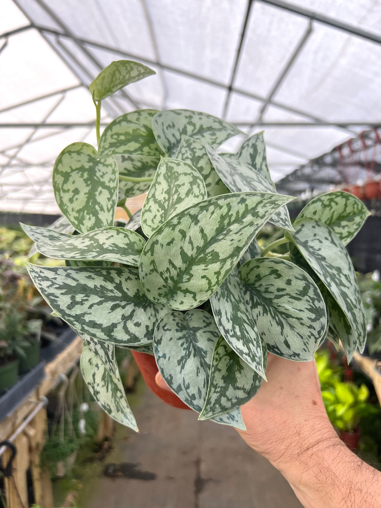 6" Scindapsus Silver Lady - Canopy Plant Co.
