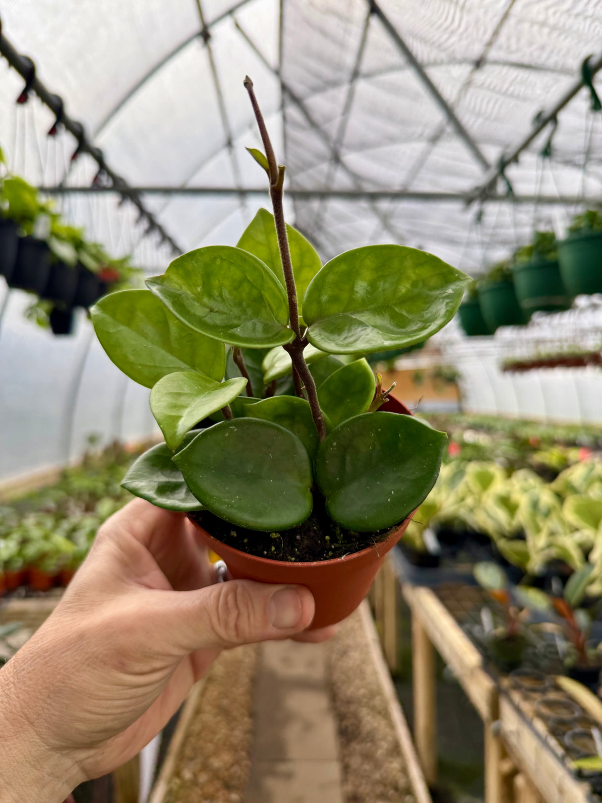 4” Hoya 'Chelsea' - Canopy Plant Co.
