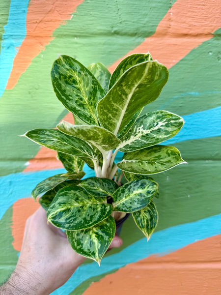 aglaonema green papaya 4” Aglaonema 'Green Papuma' – Canopy Plant Co