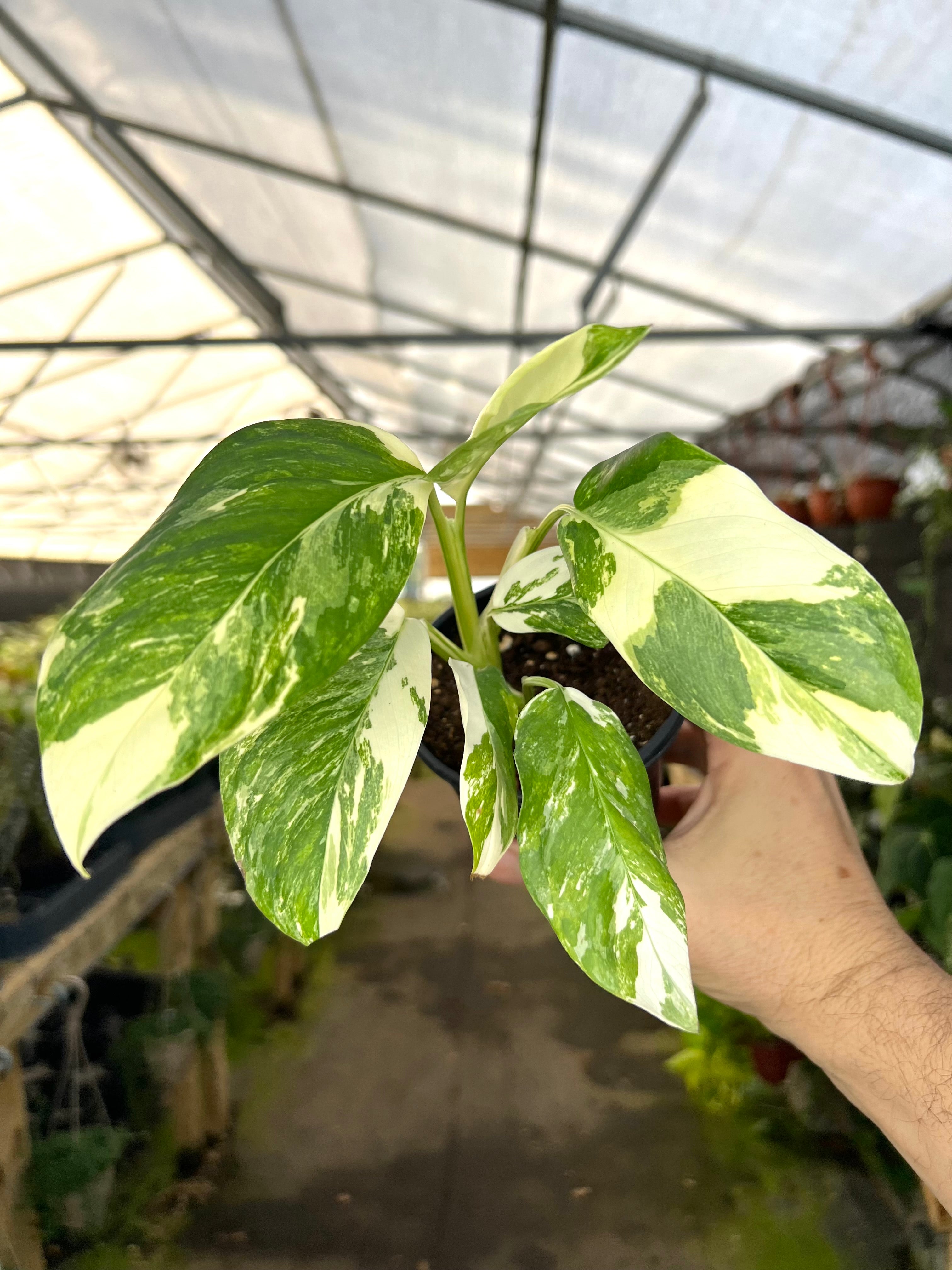 4” Monstera lechleriana variegated