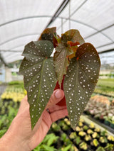 4" Begonia 'Harmony’s Rain Dance'