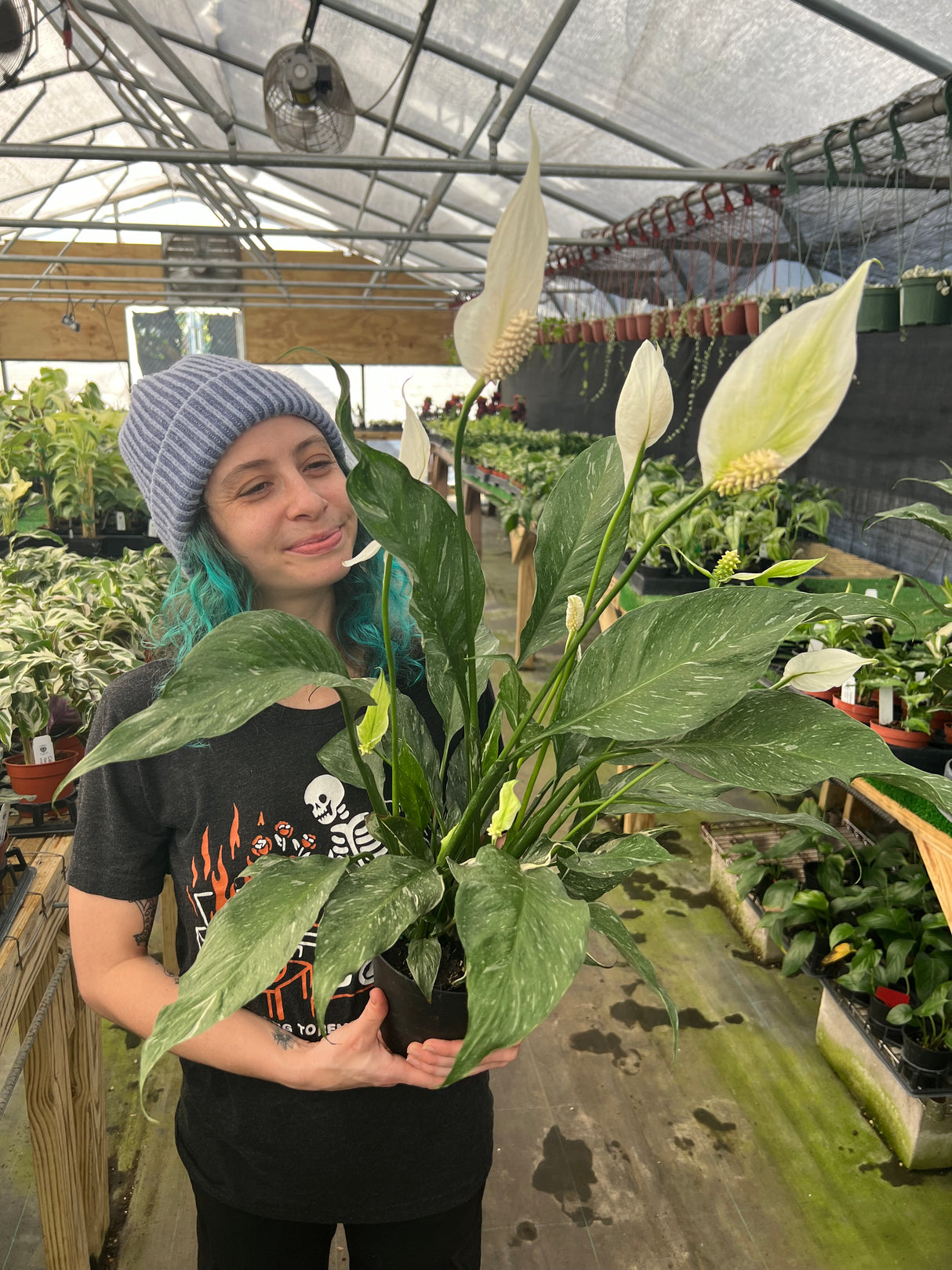 6” Variegated Peace Lily 'Domino'