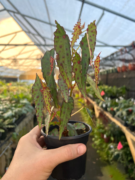 4" Begonia amphioxus