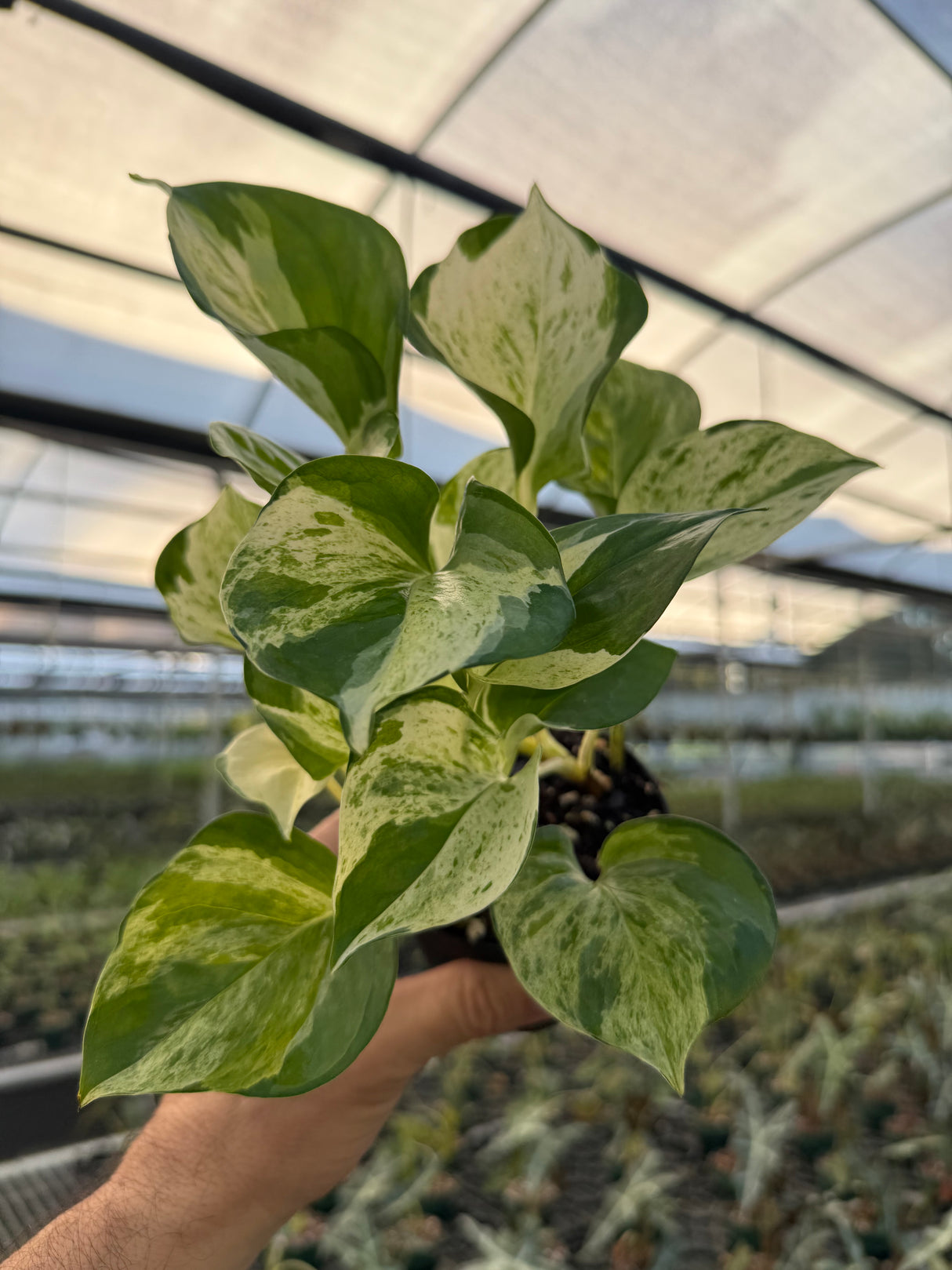 4" Pothos ‘Manjula’
