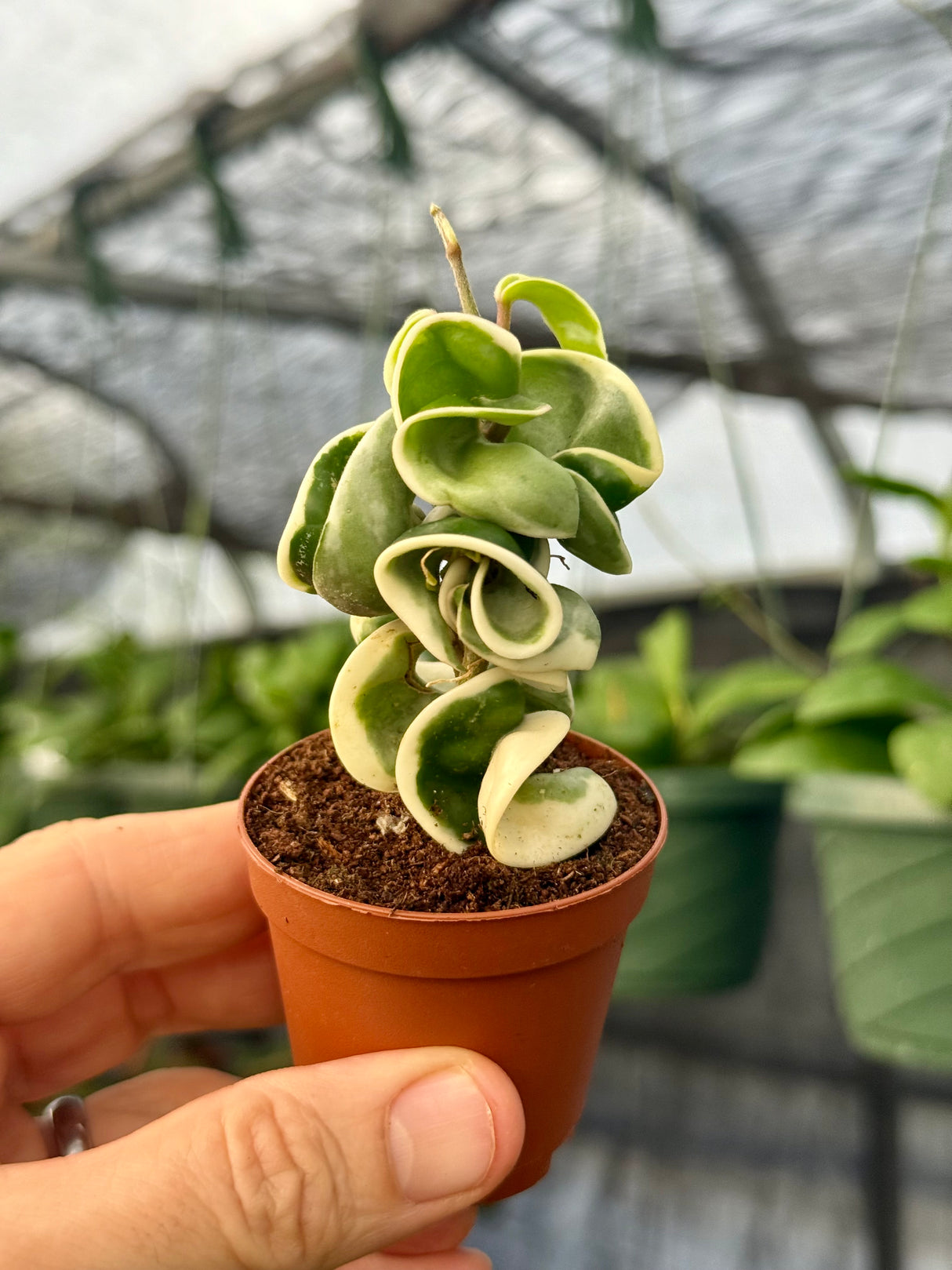 2" Hoya compacta variegated 'Rope'
