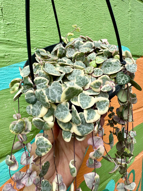 6” 'String of Hearts' variegated hanging basket
