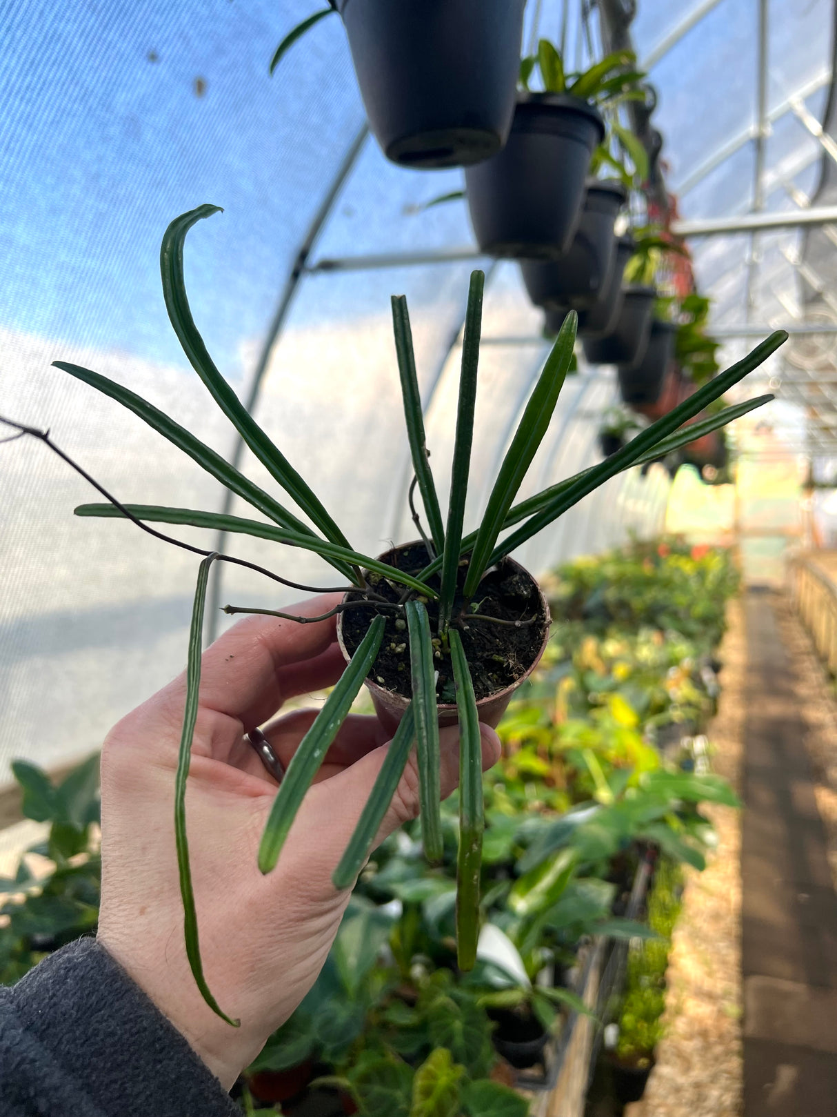 2” Hoya insularis