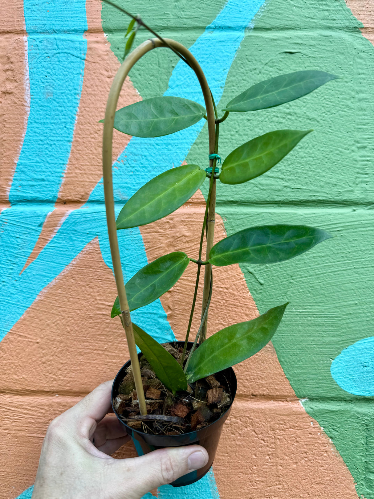 4" Hoya megalaster